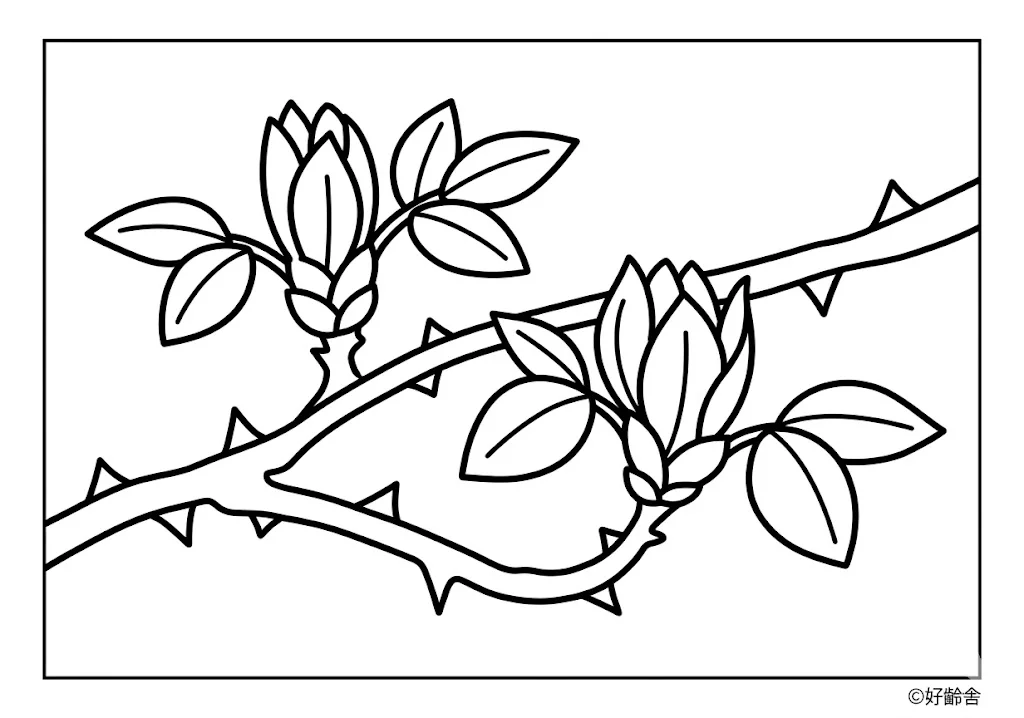 たらの芽